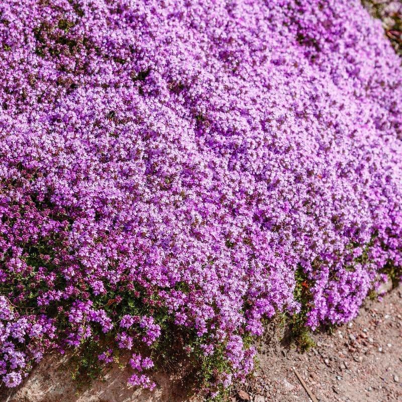 20000+ Creeping Thyme Seeds for Planting, Ground Cover Seeds, Fragrant Lawn Alternative for Garden, Paths &amp;amp; Landscaping (10g / 0.35 Oz)