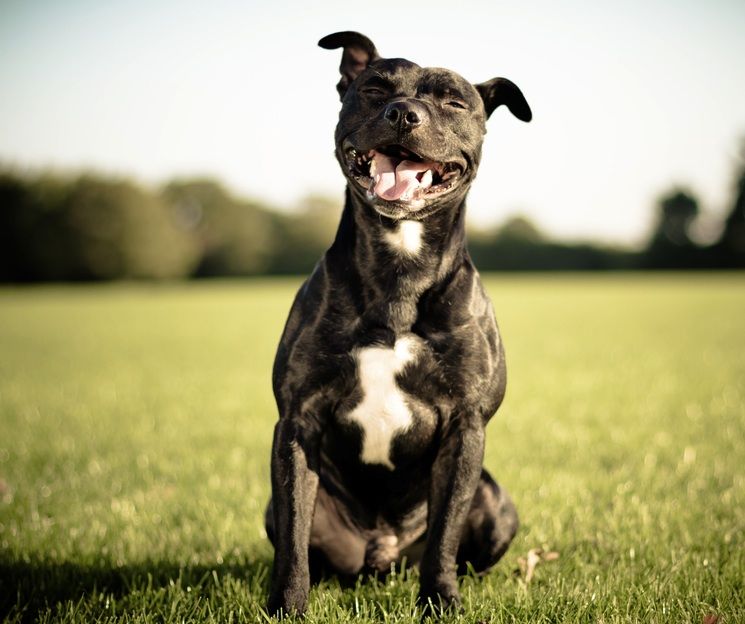 A happy bull terrier outside