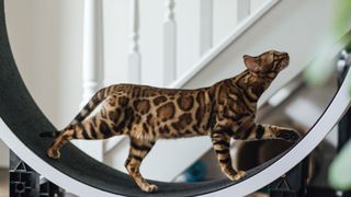 Best exotic pets - Bengal cat walking