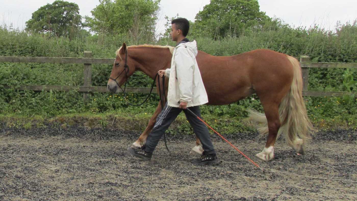 Horseplay.jpeg