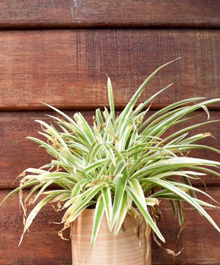 Spider plant in ceramic pot with red - brown wooden panel in background with brown tips