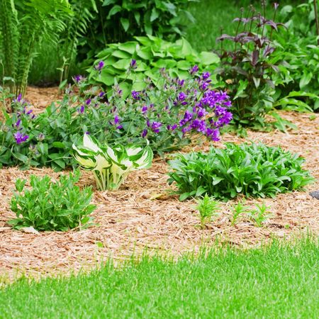 Mulched perennial garden