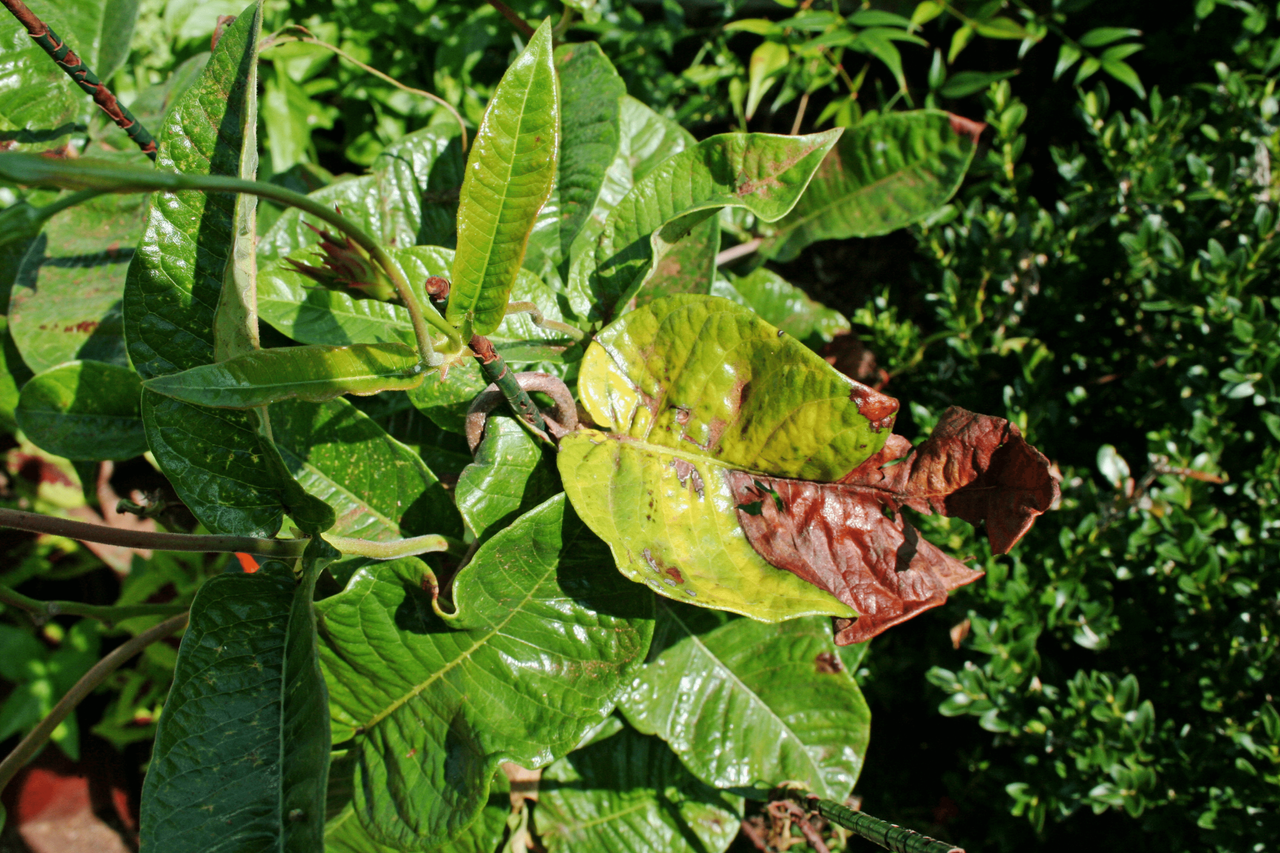 Mandevilla Vine Leaves Turning Yellow And Brown