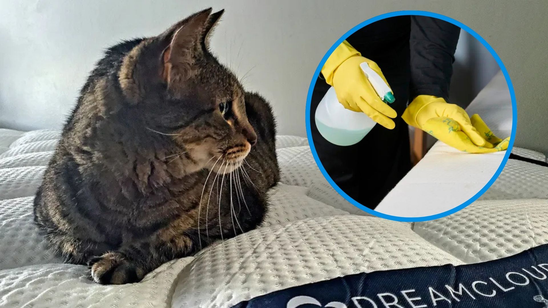 A cat sits on a mattress after peeing on the bed. In the top right foreground, a circular frame shows a woman cleaning up the pet urine on the mattress. 