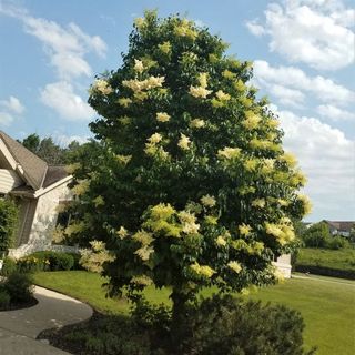 Ivory Silk Japanese Tree Lilac