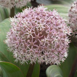 close up of a pink allium flower