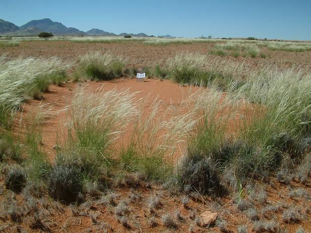 Fairy circles in the Namib Desert in Africa.