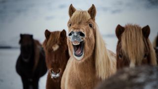 Icelandic horse "smiling"