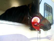 windyrossie.jpg