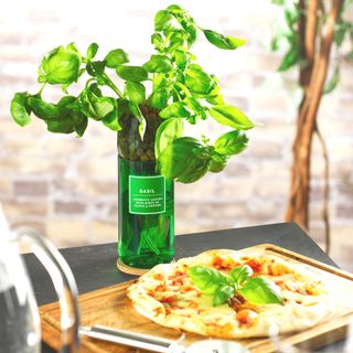 basil grown in a hydroherb system on a kitchen countertop by a pizza