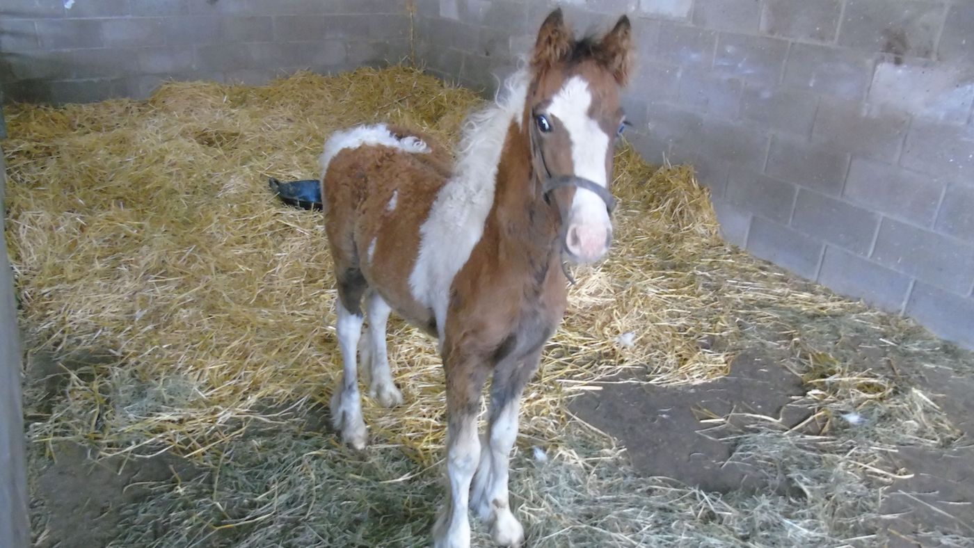 WHW-abandoned-foal.jpeg