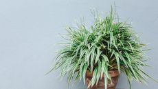 Spider plant (Chlorophytum Comosum Variegatum)