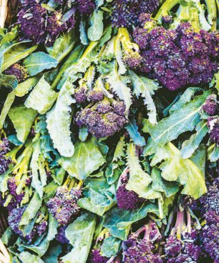 purple sprouting broccoli at harvest showing signs of wilting from being gathered in heat