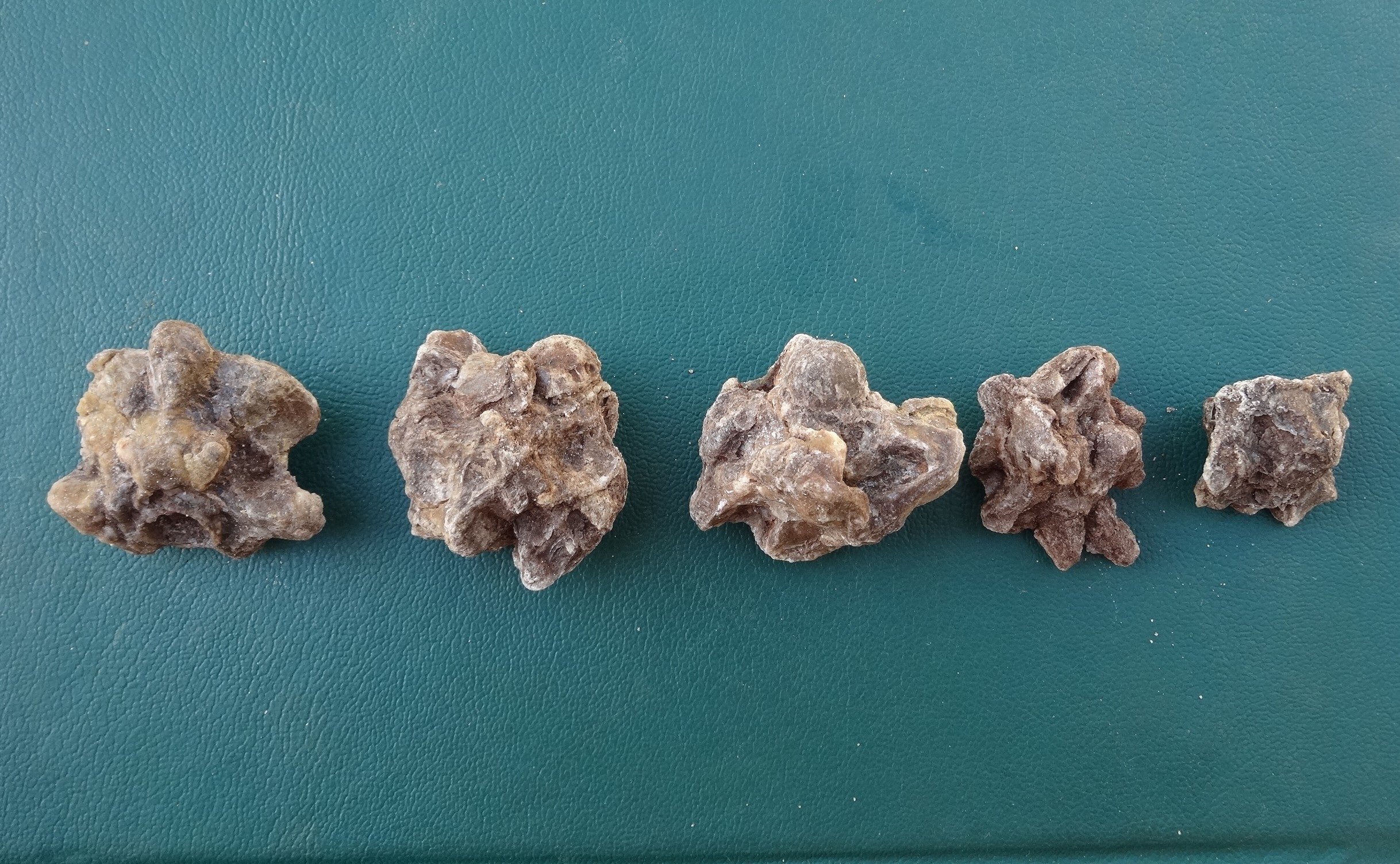 Five fossil vertebrae from an ancient anaconda on an aqua background