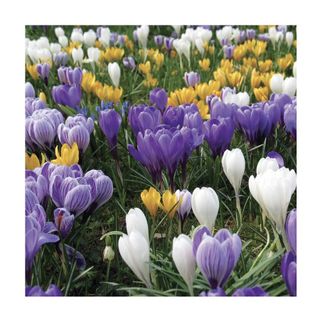 crocuses in white and purple