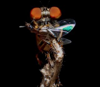 A robber fly perches with its prey after a successful hunt.