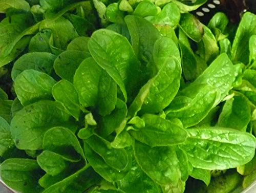 Corn Salad (mache, Lamb's Lettuce) Seeds- 300+ Seeds 2021 Seeds by Ohio Heirloom Seeds