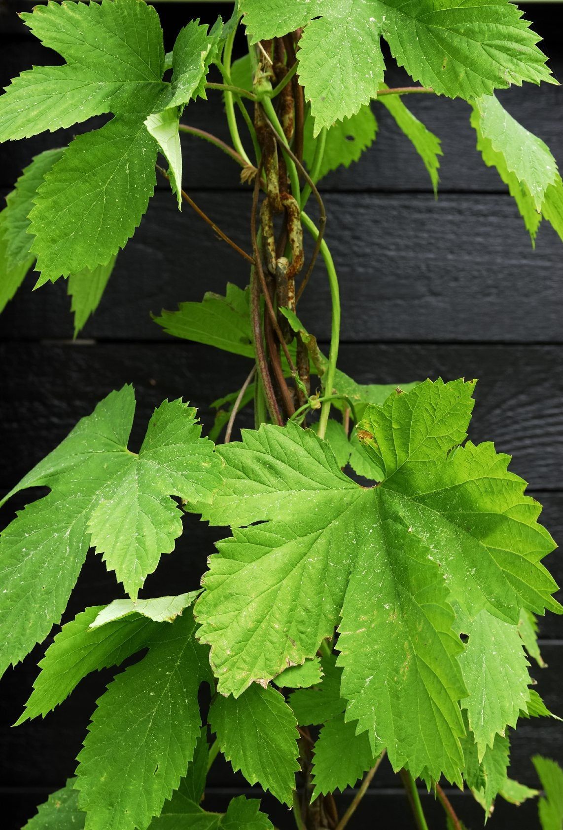 Hops Plant