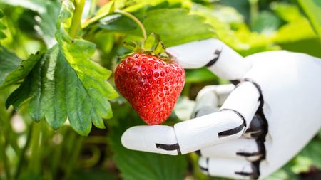 AI Farmer Assistant Picking Fresh Fruit At Plant