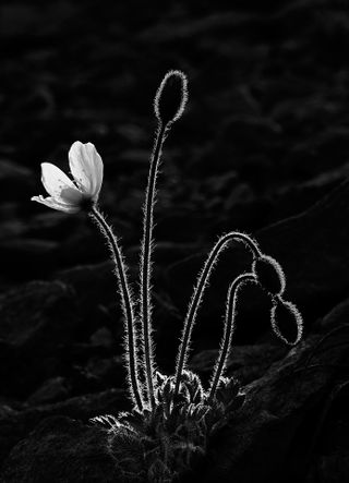 Margaret was a finalist in last year's Black &amp; White contest. She was attracted to the natural backlighting around these Arctic Poppies