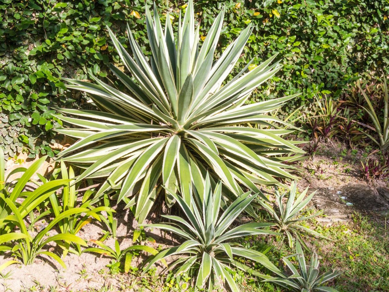 Yucca Plants