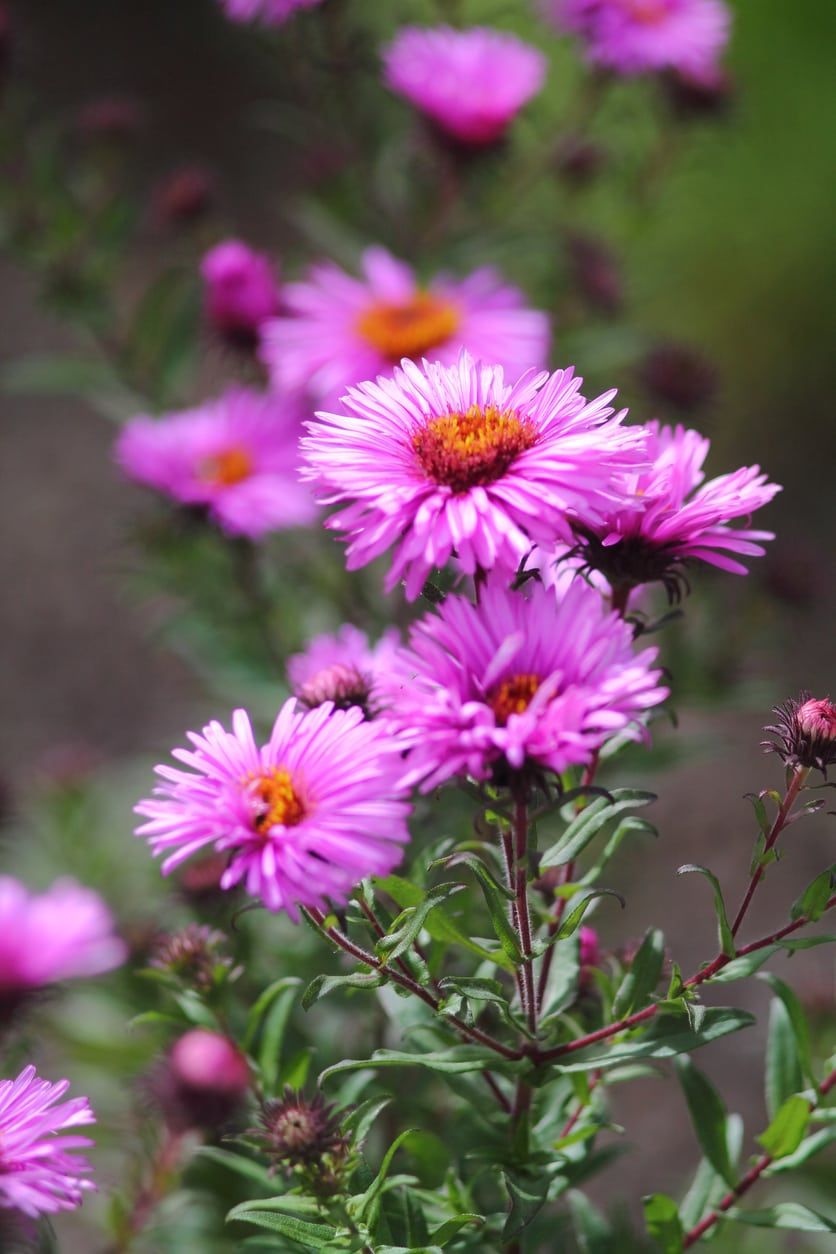 Pink Aster Flowers