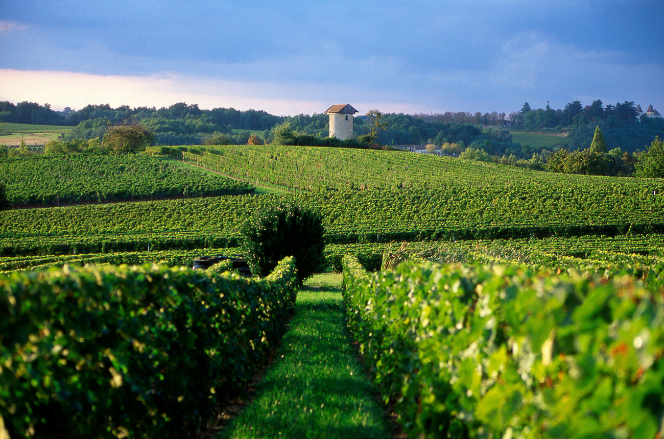 value Bordeaux white wines, Entre Deux Mers vineyards