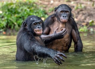 Two bonobos in the water in the Congo.