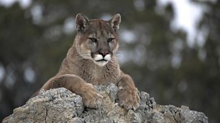 A mountain lion on a rock