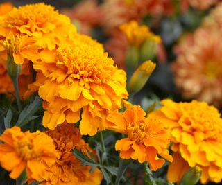 orange marigold flowers