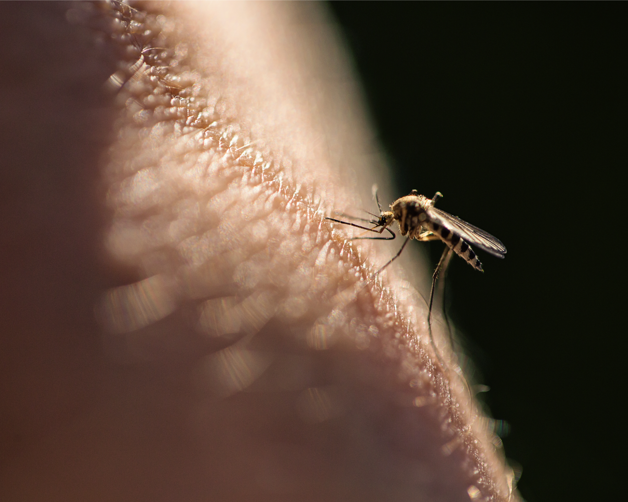 Mosquito biting a human