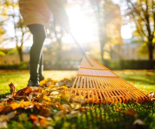 raking leaves in garden in fall