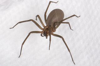 spiders, research, Brown recluse