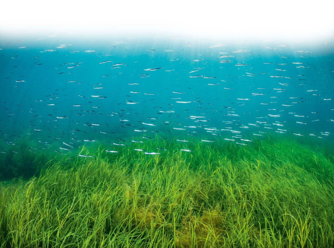 School of Lesser sand eels (Ammodytes tobianus) swimming over an Eelgrass (Zostera marina) meadow in shallow water. Swanage, Dorset, UK. English Channel. July.