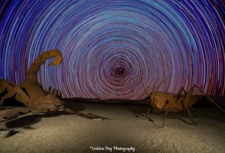 Star Trails and Bugs