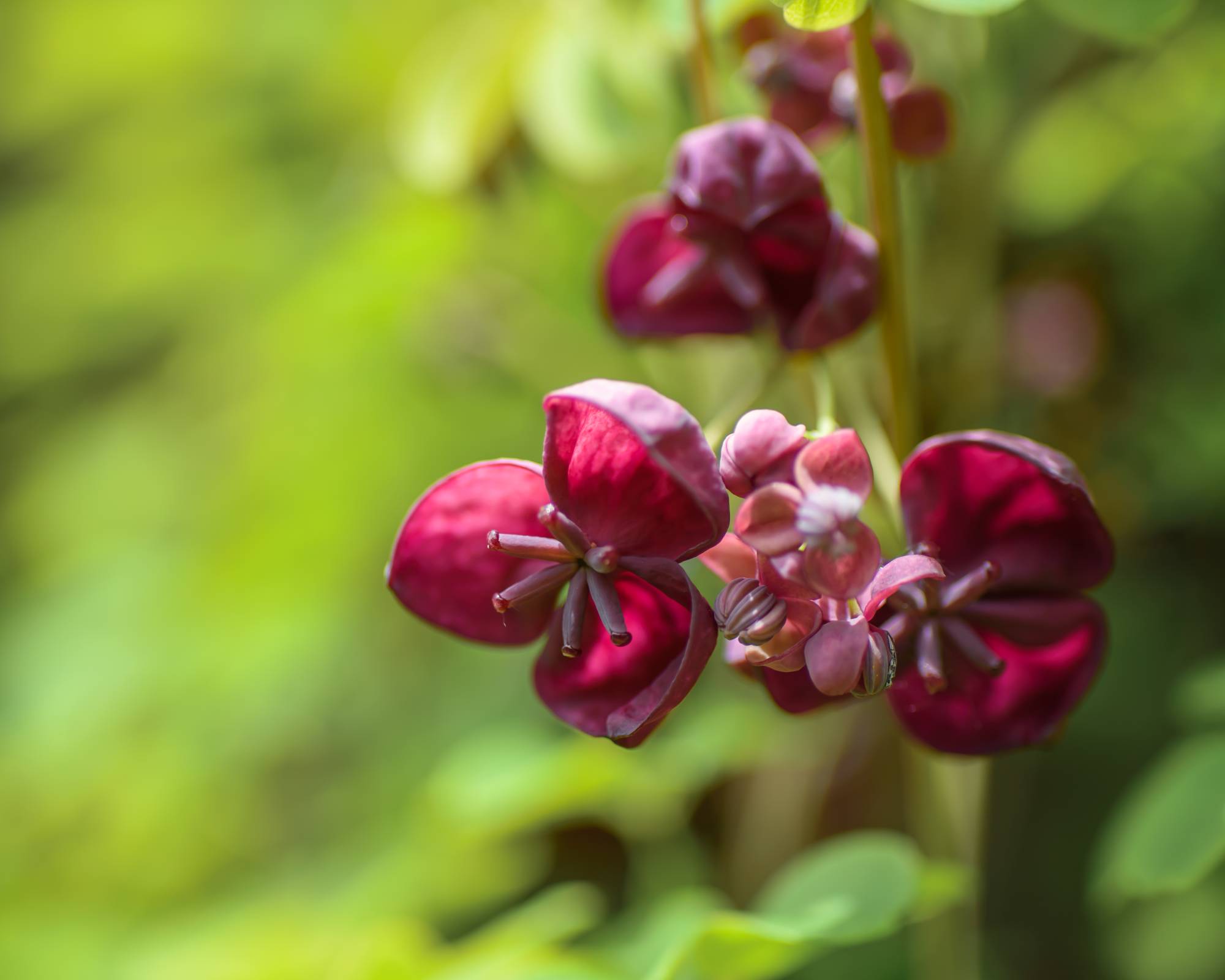 Dark red flowers on vine
