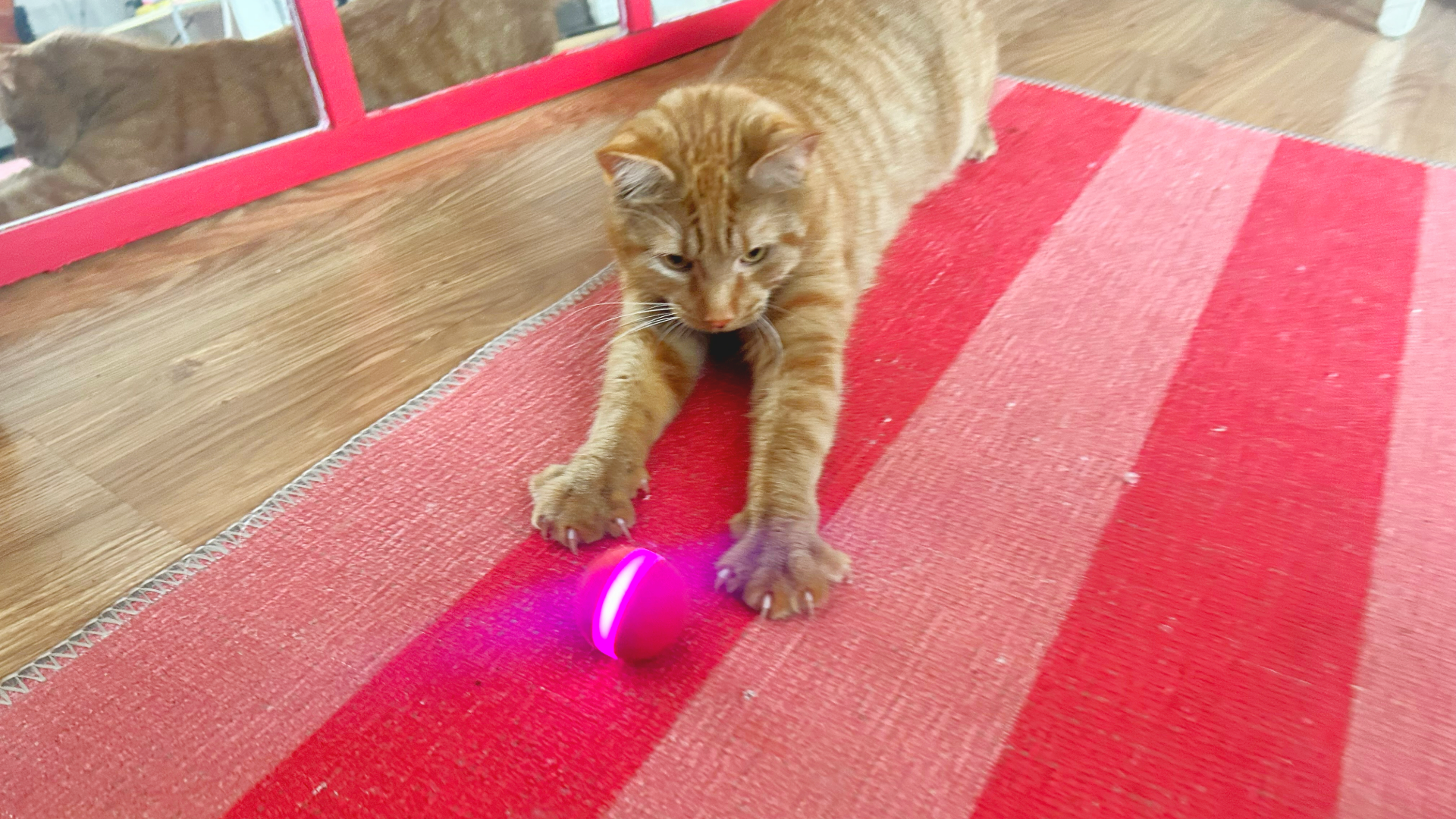 Megan&#039;s cat, Polpetta, pouncing on the Cheerble M3, one of the best toys for indoor cats, on a red and pink carpet with a red mirror behind him