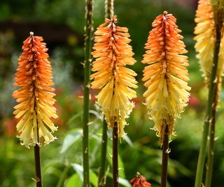 Red hot pokers