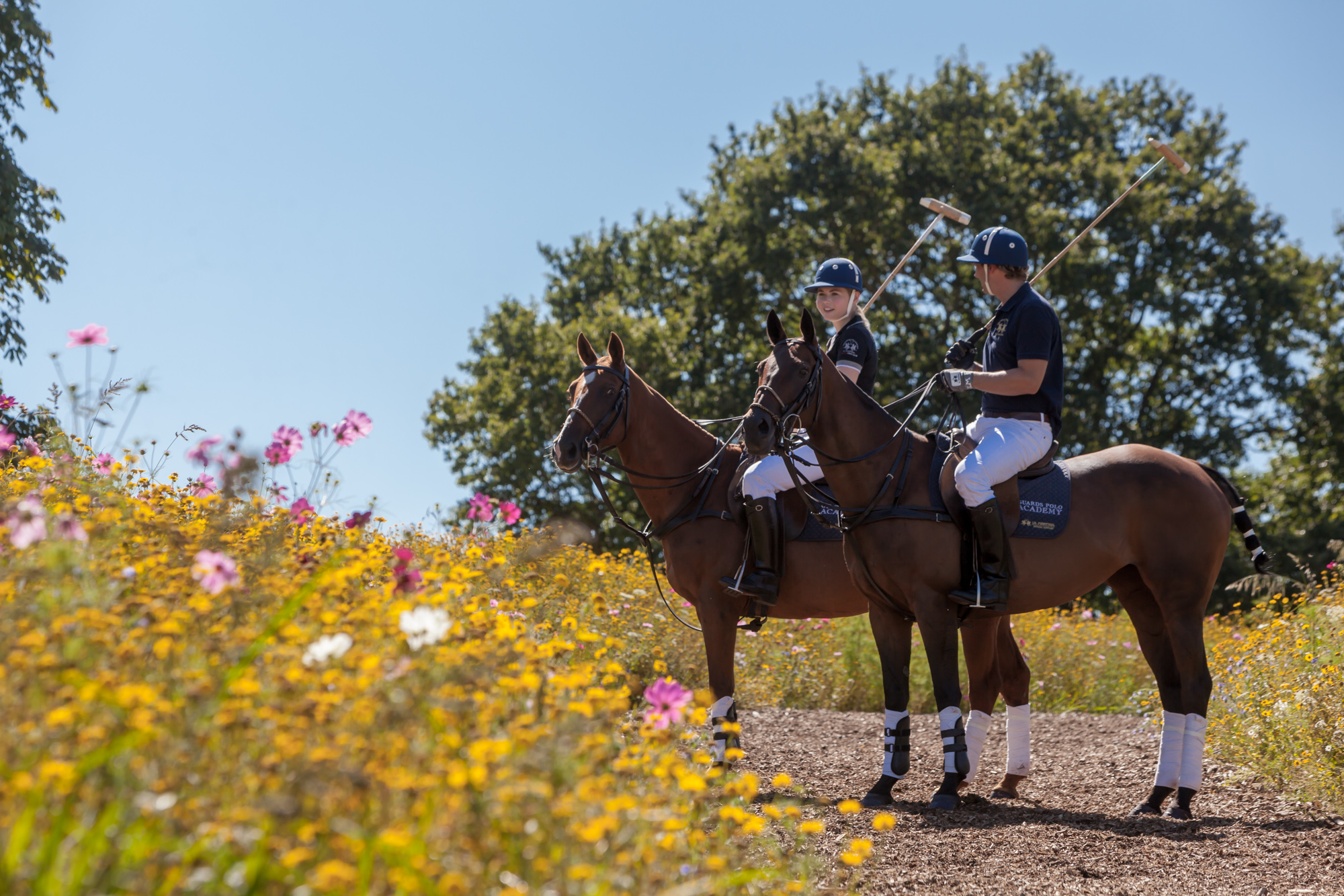 Polo horses at Coworth Park