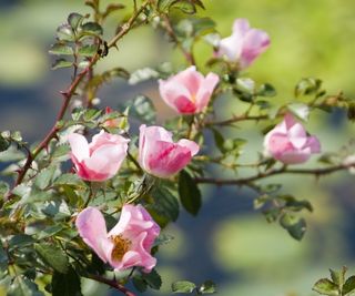 Pink roses in bloom with green backdrop