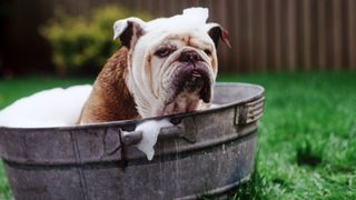 Bulldog sitting in a small tin bath