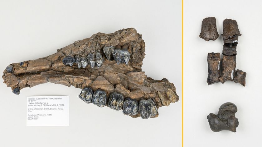 Lower jaw bone of a tapir, which might represent a new species (left) and ancient armadillo fossils arranged in a partial reconstruction of the animal’s foot (right).