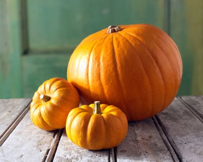 When to pick a pumpkin off the vine for the ripest fruit |