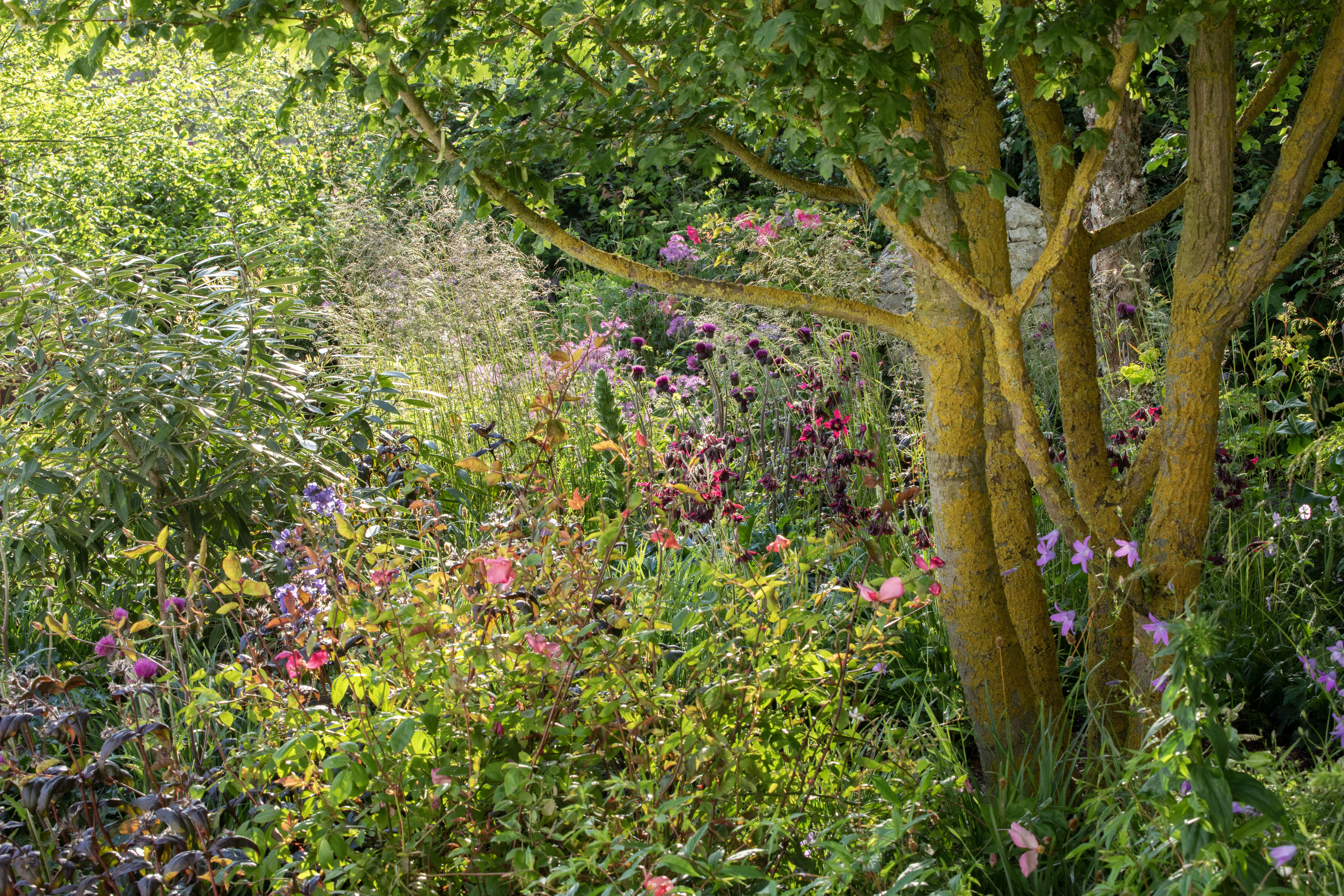Horatio&#039;s Garden Chelsea 2023 designed by Harris Bugg Studio