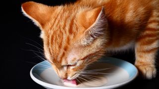 A ginger cat drinking a saucer of milk