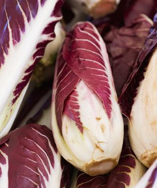 Red chicory (radicchio) harvested from the garden