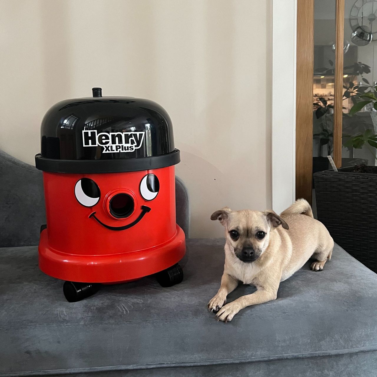 Henry XL Plus vacuum cleaner placed on sofa bed, next to dog