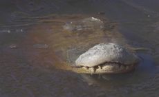 An American alligator sticks its snout out of an icy pond at the Shallotte River Swamp Park in North Carolina.