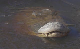 An American alligator sticks its snout out of an icy pond at the Shallotte River Swamp Park in North Carolina.