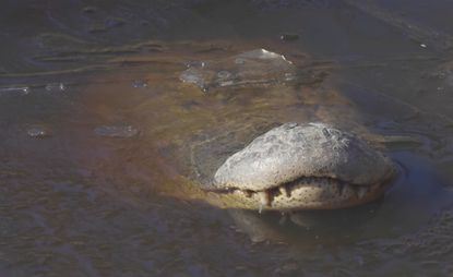 An American alligator sticks its snout out of an icy pond at the Shallotte River Swamp Park in North Carolina.
